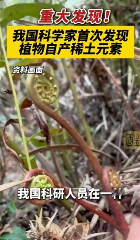 国运来了挡都挡不住！平时随处可见的乌毛蕨，被我国科研人员一研究，直接炸出世界级大