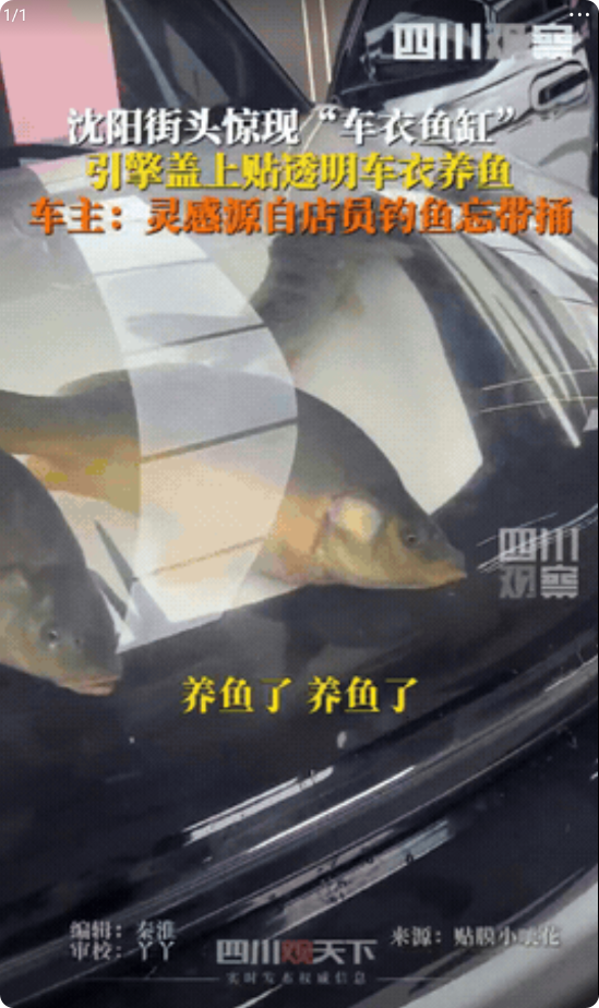 “有创意”！沈阳，男子为了炫耀自己钓到的鱼，给车子引擎盖贴上了透明车衣，再往里面