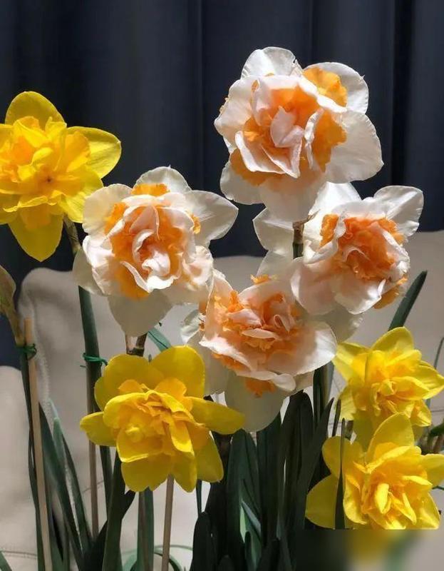 真是越想越后怕！最近刷到好多花友吐槽家里养花越养越闹心，老人说的“5花家里放，风