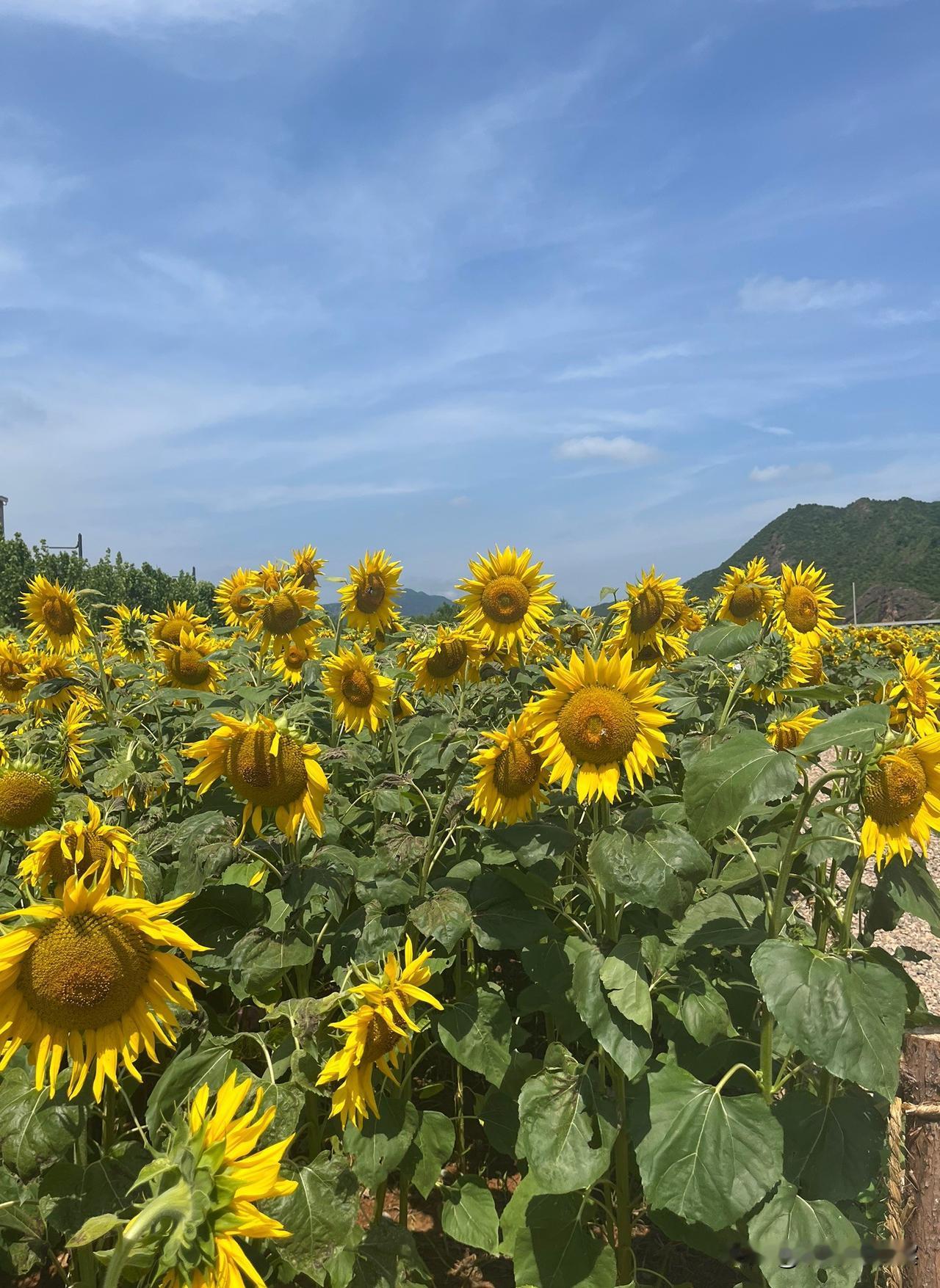 俄罗斯生死攸关之际，傻子都知道，俄罗斯该撤军了，也只有撤出乌克兰，停止战争，俄罗