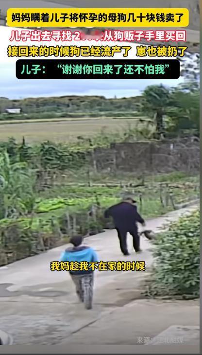 “泪目了！”湖北，一妈妈瞒着儿子卖掉了家里怀孕快生的母狗。儿子知道后，花了42小