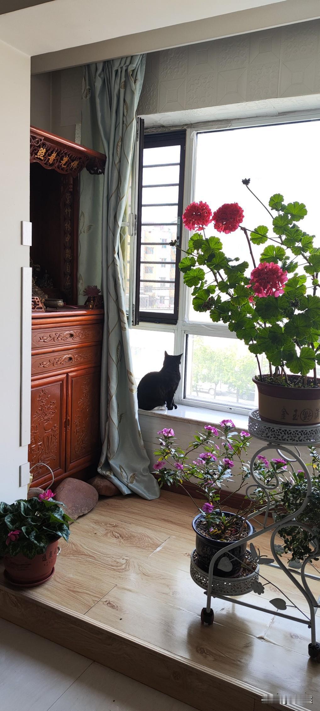 分享一张猫咪照片