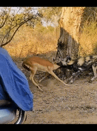 “丛林法则”其实在我们人类也一直上演，只有把自己变成强大攻击者，才能避免被吃掉。