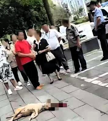 一个大妈遛大狗不拴绳，狗突然扑上去咬住一个路人大哥的胳膊不放。大哥没有慌，也没跑