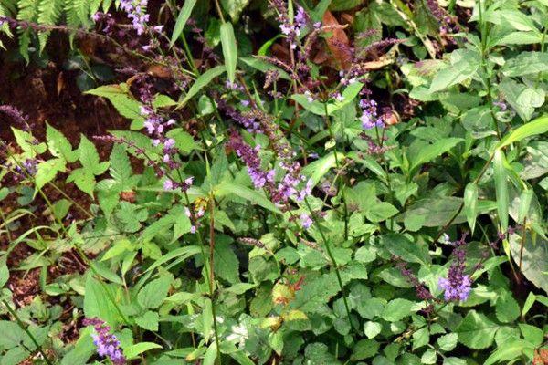 石见穿的秘密：山中隐藏的奇迹之药在遥远的深山中，有一种神奇的中药材叫做“石见