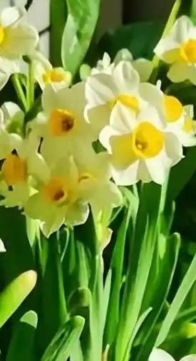 看看你盆栽的花随手拍～