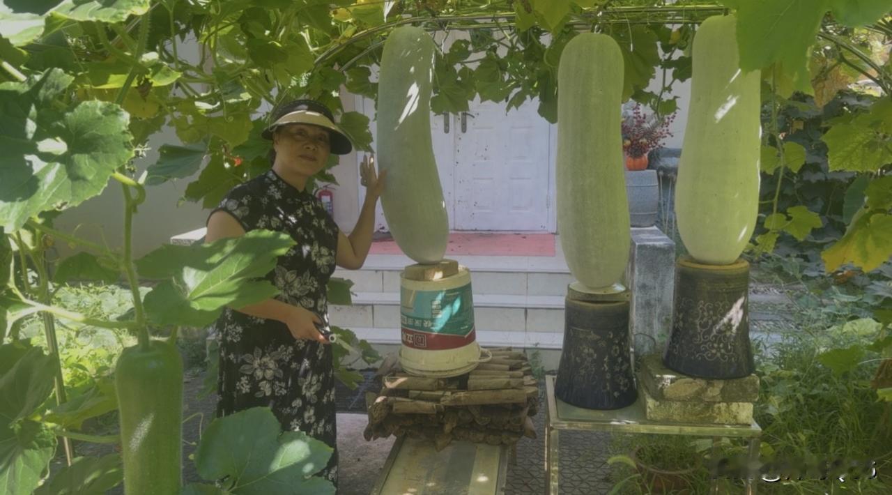 院子里35℃的热浪，比不过老婆丰收的心热！两个大冬瓜62斤，老妈竖大拇指那一刻，