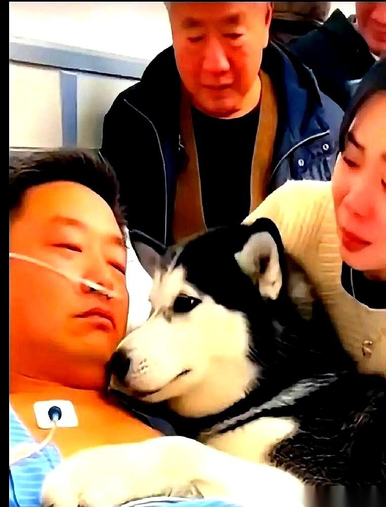 刷到一个视频，一个肺癌晚期的男人，躺在惨白的病房里，见他家狗最后一面。弹幕直接