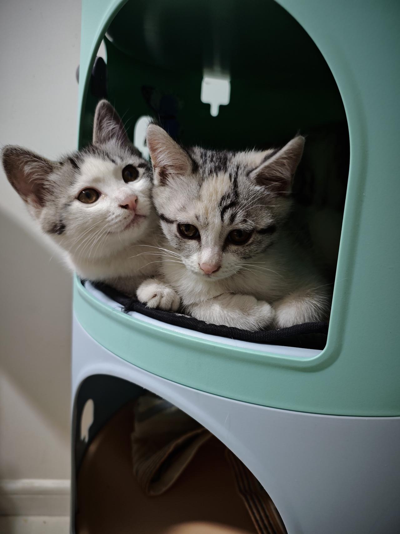 家里的两只小猫咪被外教同事领养了，一个同事说听说之前有个外教养猫因为怕猫咪乱抓要