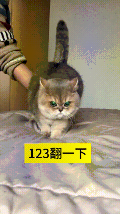 我刷到这只小金猫学翻跟头的视频，真是又机灵又乖巧。主人喊着口令一二三，轻轻扶着猫