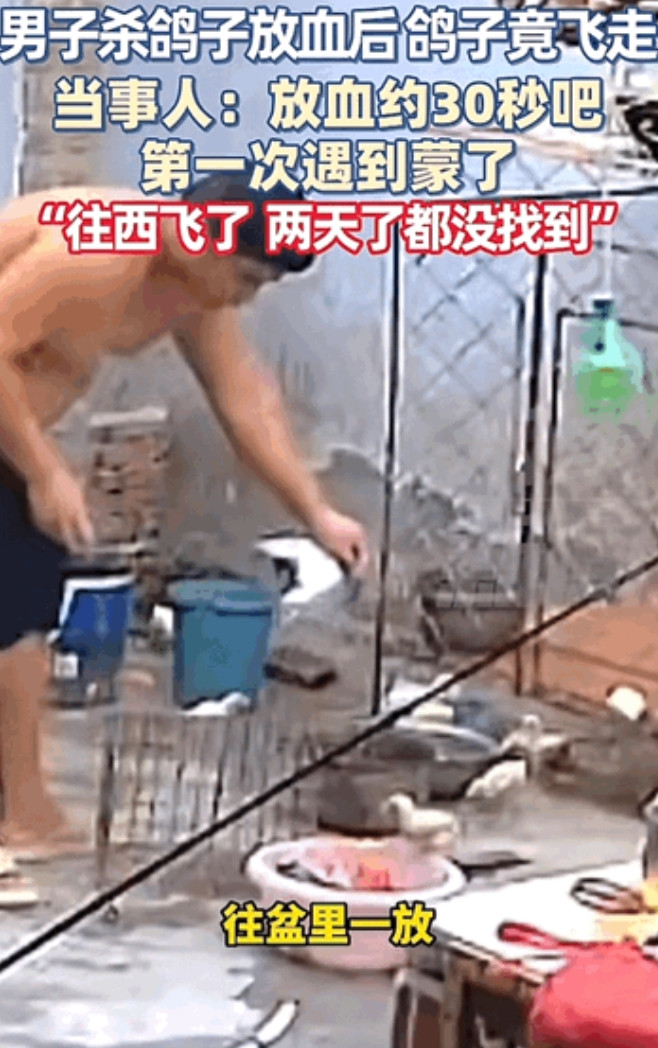 万物皆有灵性！河南开封，男子杀鸽子放血三四十秒后，鸽子竟然自己又飞走了。直接往西