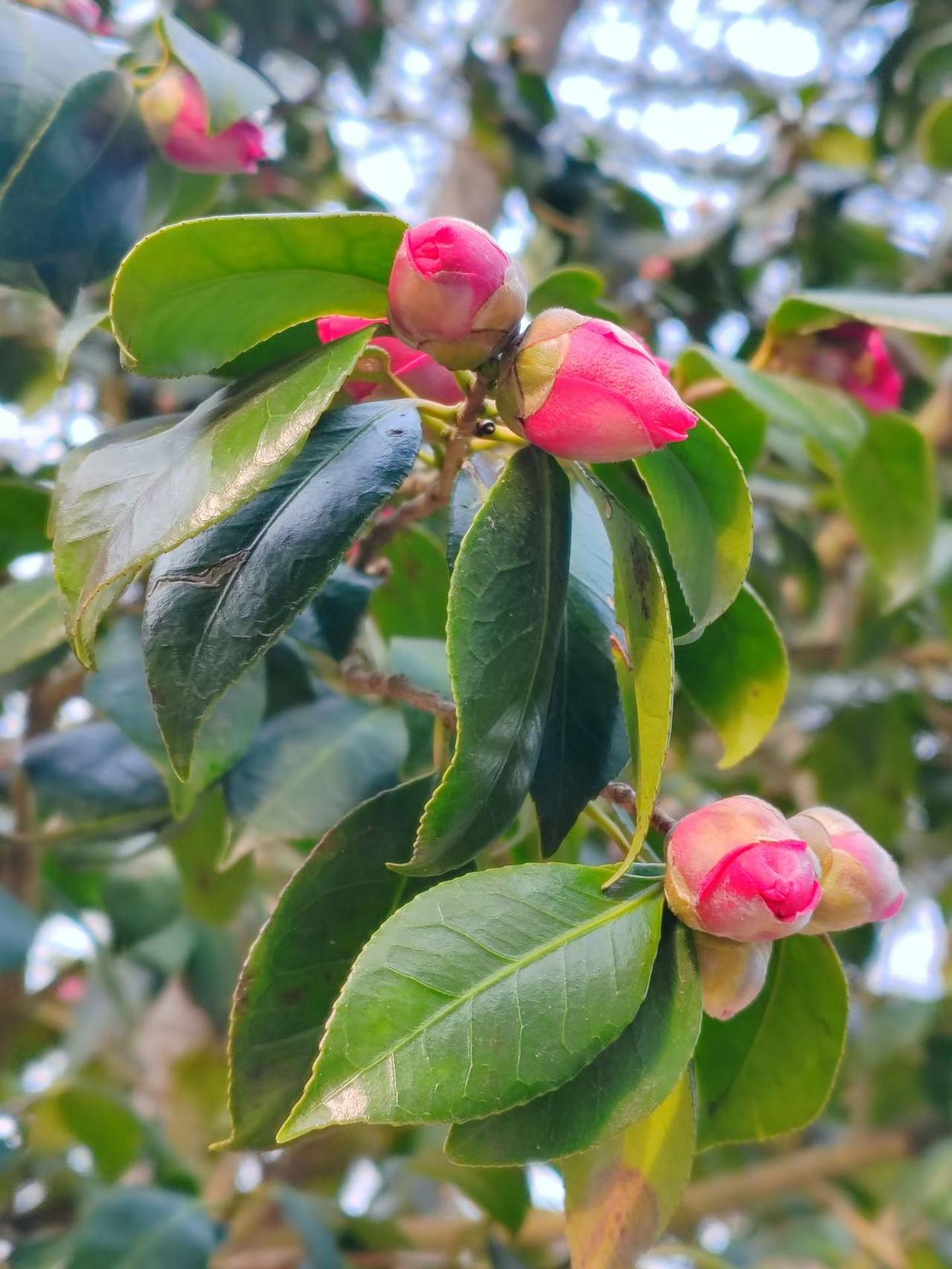 表嫂住院哭诉儿媳妇不伺候自己，说儿媳妇太不近人情，我的一句话让大嫂对我直翻白眼。