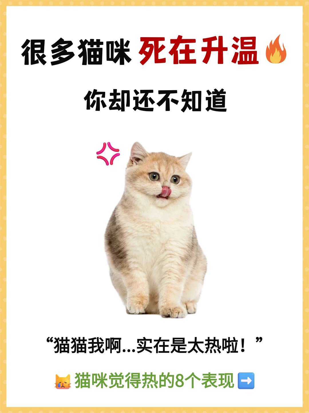夏天养猫🔥别等出事才后悔‼️