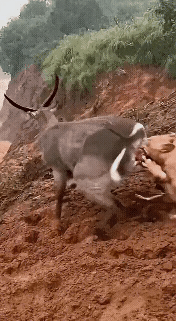 这个小鹿有点可怜。