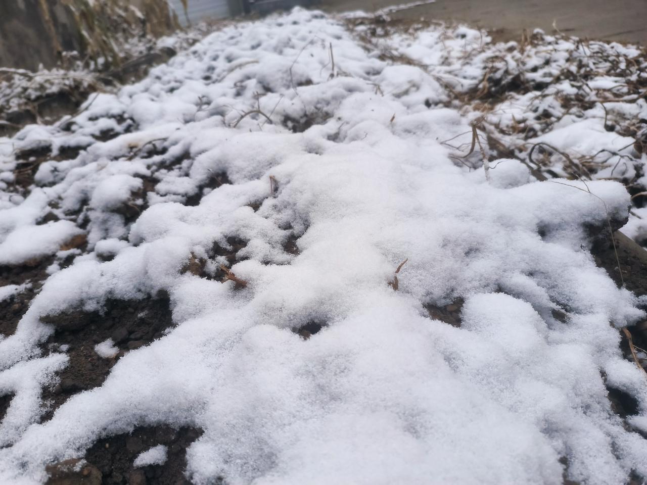 大雪节气之后，等了这么几天，雪还是来了。昨天晚上开始，好友就在群里说下雪了，