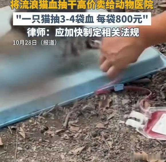 动物血库抽流浪猫血这都不是爱不爱猫人士的问题了，用流浪猫的血去救宠物猫，而且还