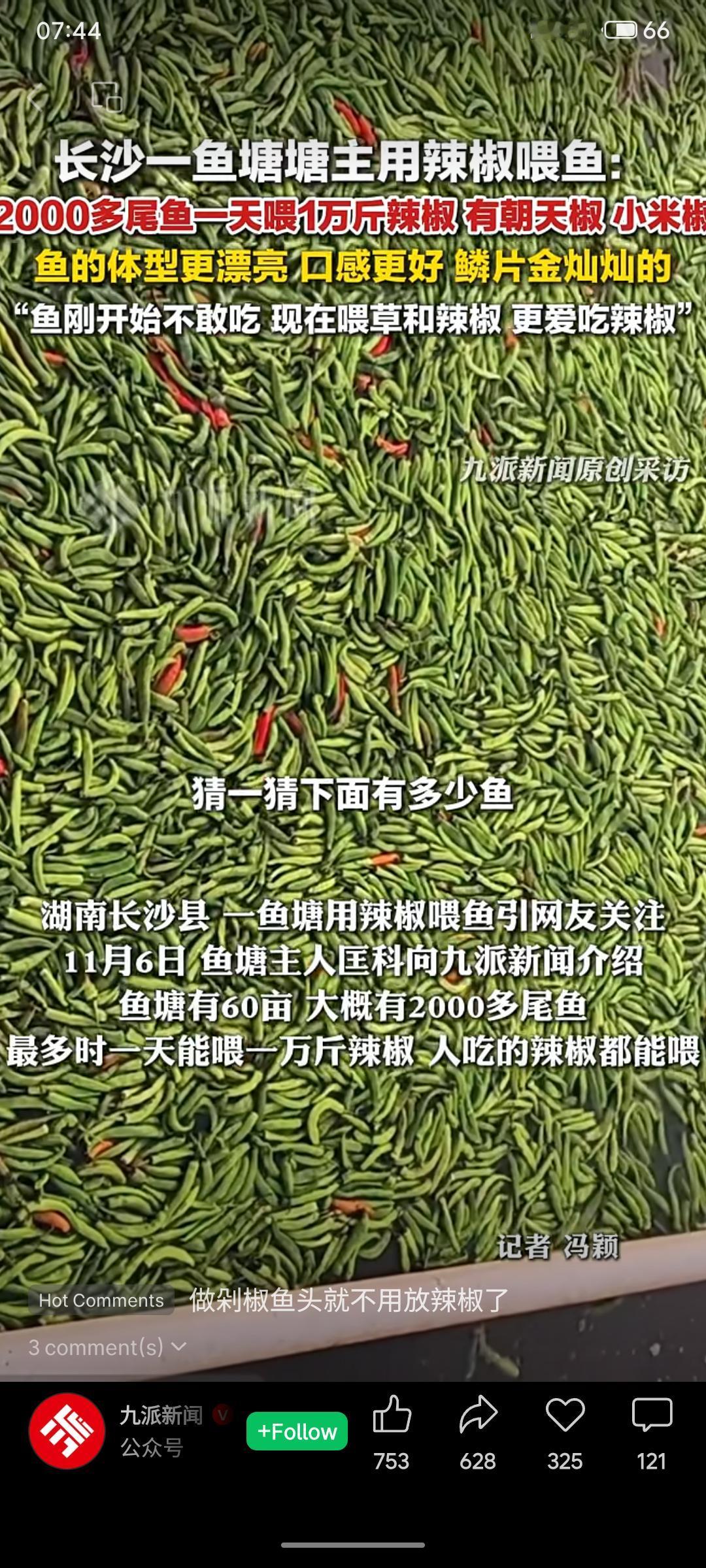 长沙一鱼塘主用辣椒喂鱼，每天投喂上万斤朝天椒等。鱼从最初不敢吃到后来甚至比草更爱