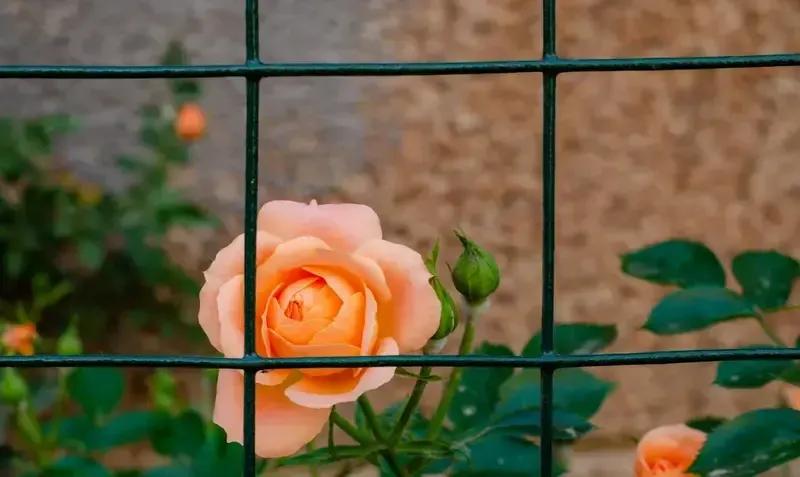 李中莹在讲座里一句“真想白头到老的人根本不会出轨”被剪成短视频，三天冲上热搜。