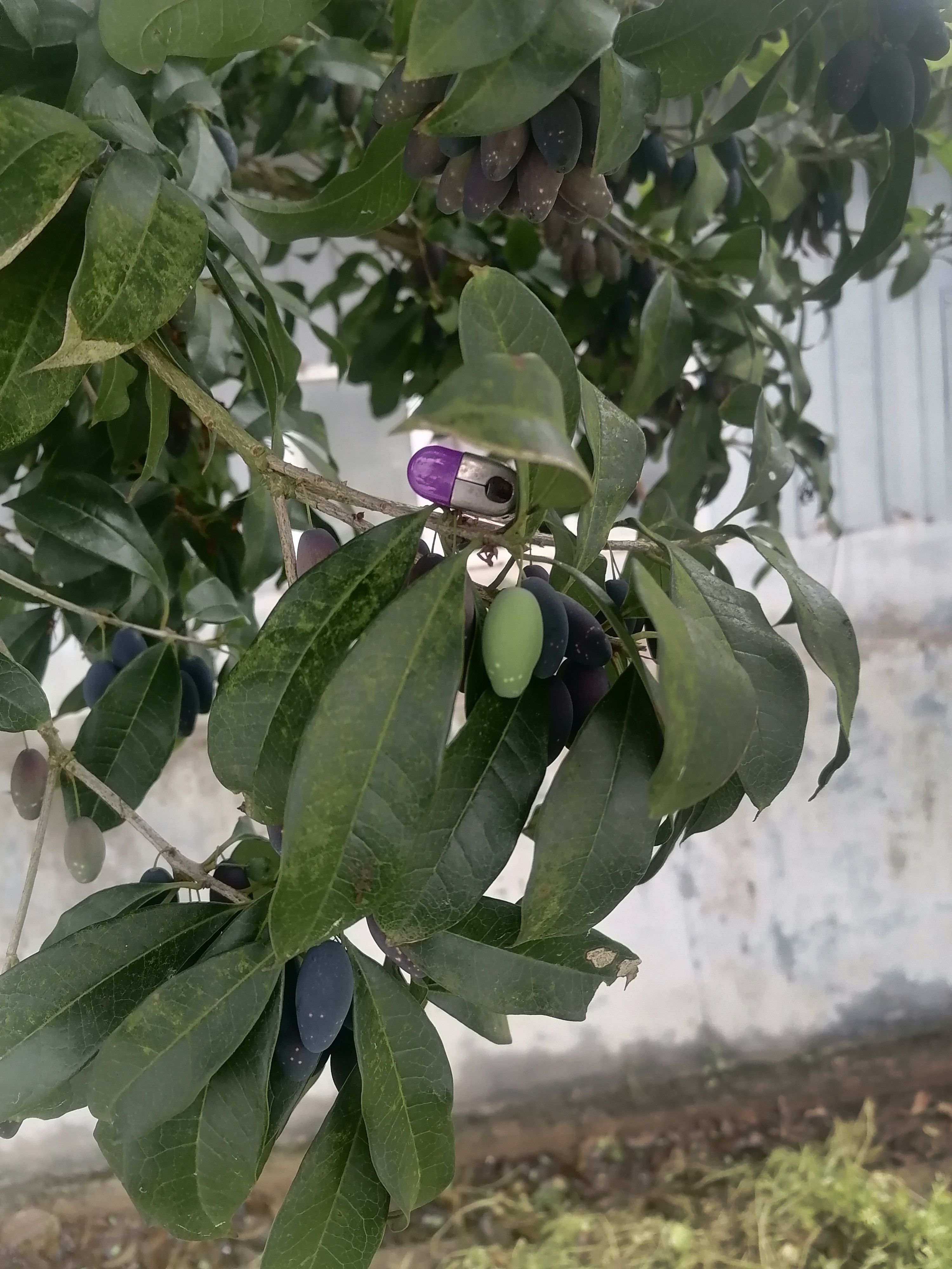 哪有这么小的芒果