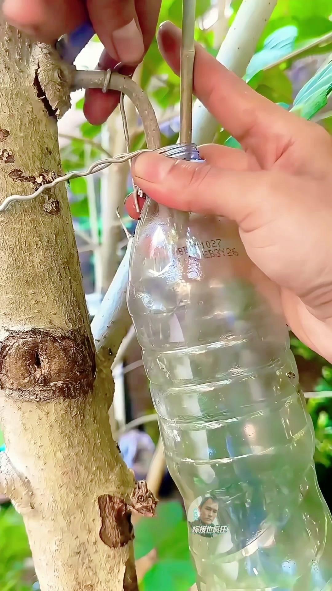 🌱水培植物高压繁殖，治愈又实用。