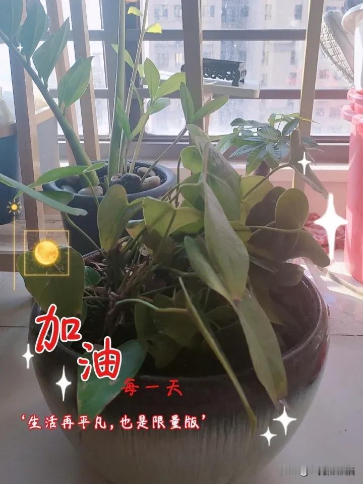 记录我的2026养花打卡第二天