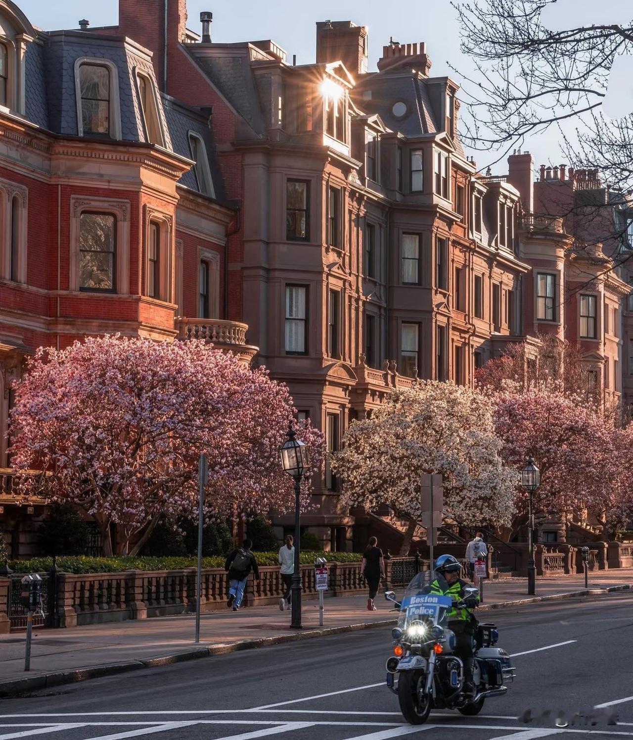 波士顿。终于有跟龙虾色英式联排别墅，争奇斗艳的桃花和杏花出现了，春的气息算是真正