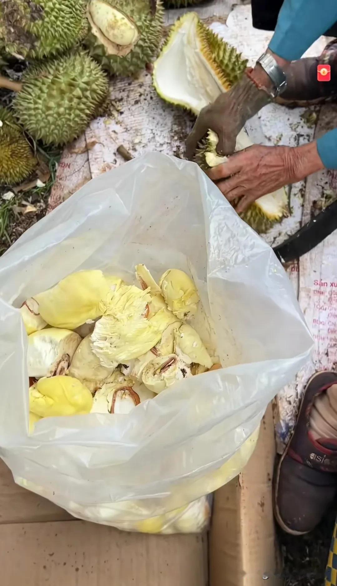 拿榴莲喂鸡！阿姨直接弄榴莲喂鸡！这么好的榴莲浪费了！我们这里的超市A果19