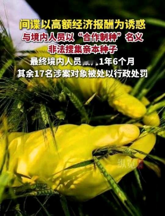 你或许想不到，几粒看似普通的种子，竟成了境外间谍眼里的“香饽饽”！它们不是一般的