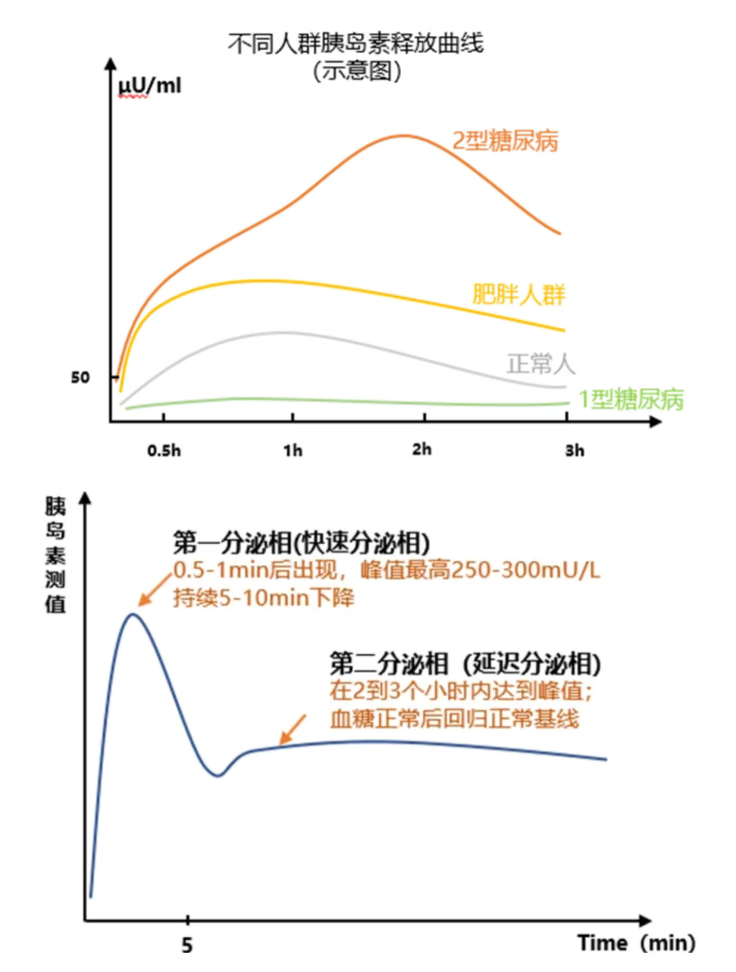 胰岛素抵抗并非胖子的“专利”