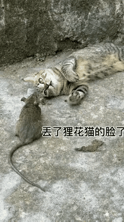 你有没有刷到过很有意思的说法，老鼠如今学精明了，碰到猫咪就干脆原地待着，不再拼命