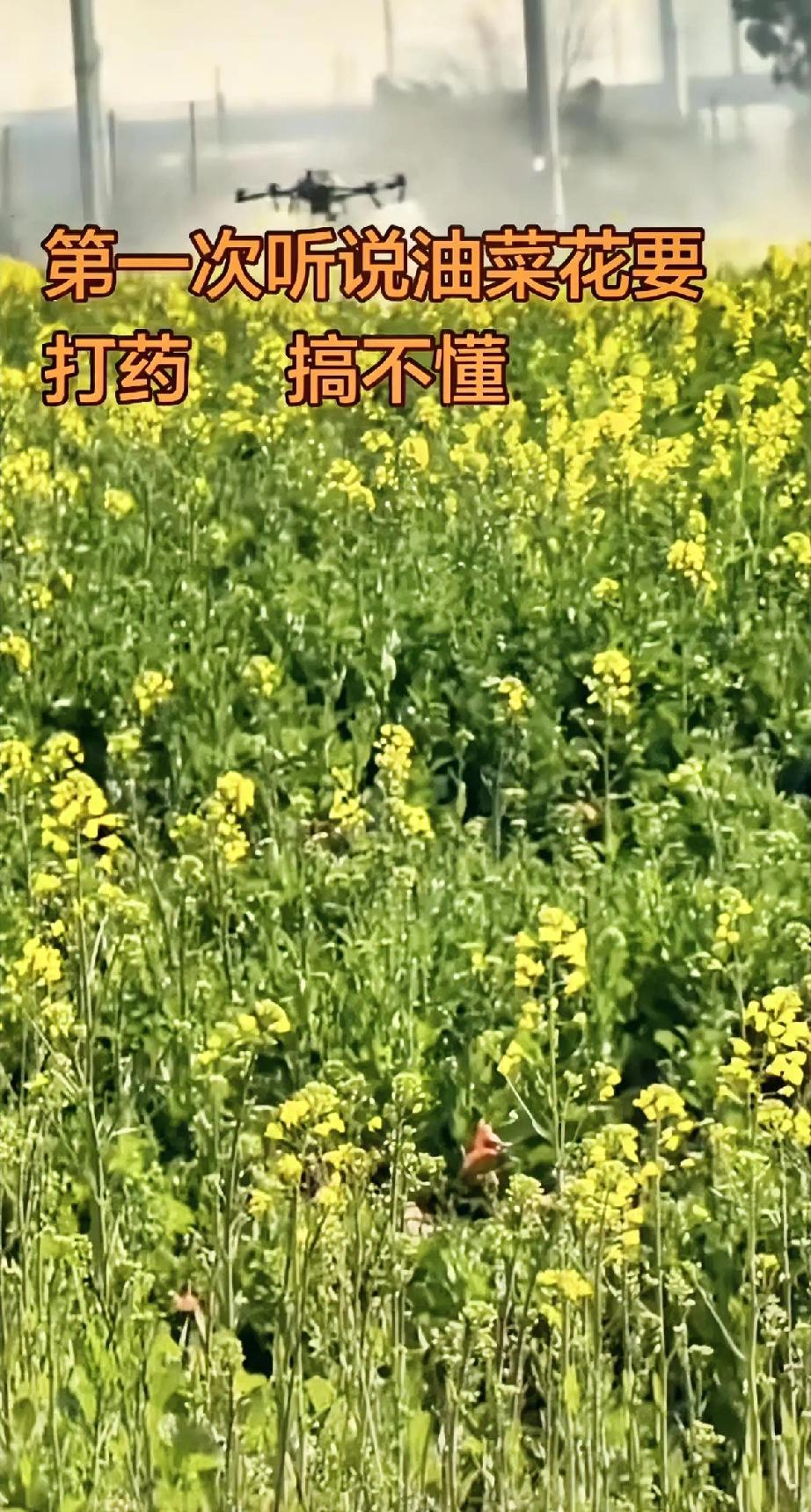 我觉得天上不会掉馅饼，尤其是砸在种地的农民头上。听说有个怪事，有人开着无人机