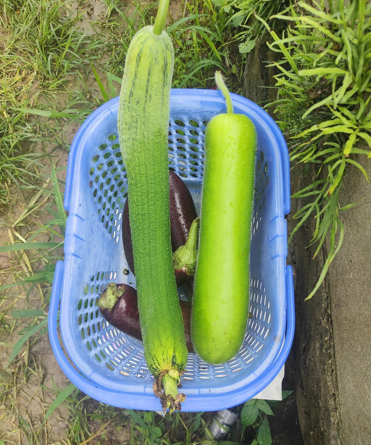 有付出就会有收获。今日前往菜园子收获自己亲手种的菜，（由于学考，无需上班），采摘