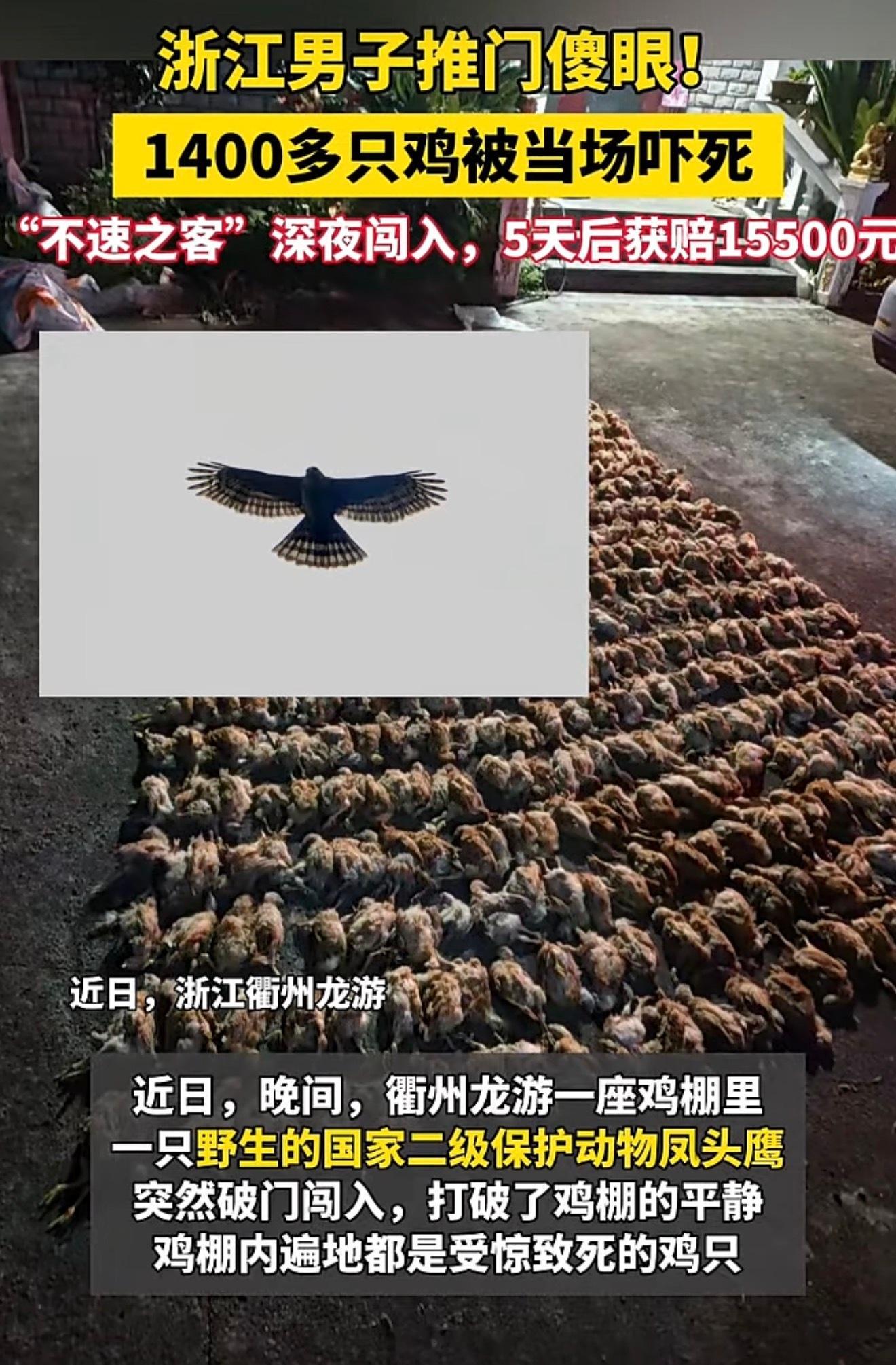 这就是天敌的厉害，做鸡做再久，进化多少代，还都是怕鹰🦅​​​