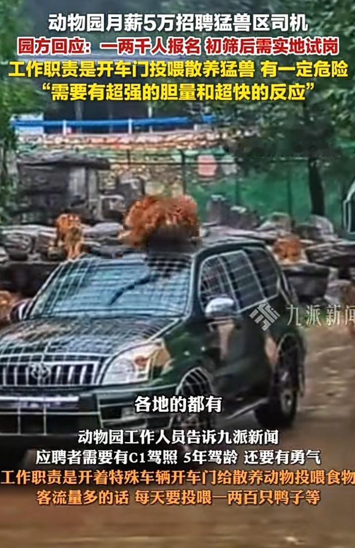 重赏之下必有勇夫，大型动物园招聘司机月薪高达50000一个月，工作内容非常简单就