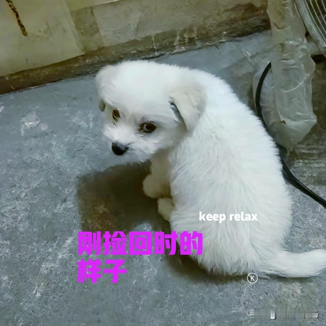 不知道大家发现没有，现在在路边捡到的小狗，很多都不知道是什么品种，也不知道它们长