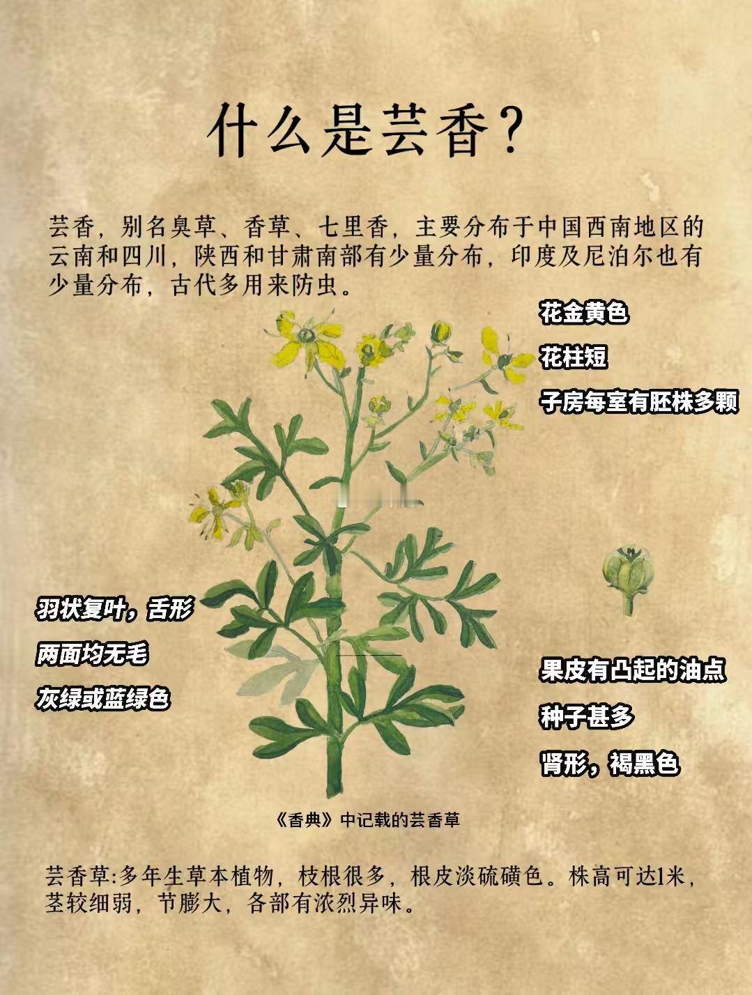 广东绿豆沙为啥加臭草食物名字的反差感别被名字吓到啦！臭草其实是绿豆沙的“灵魂伴