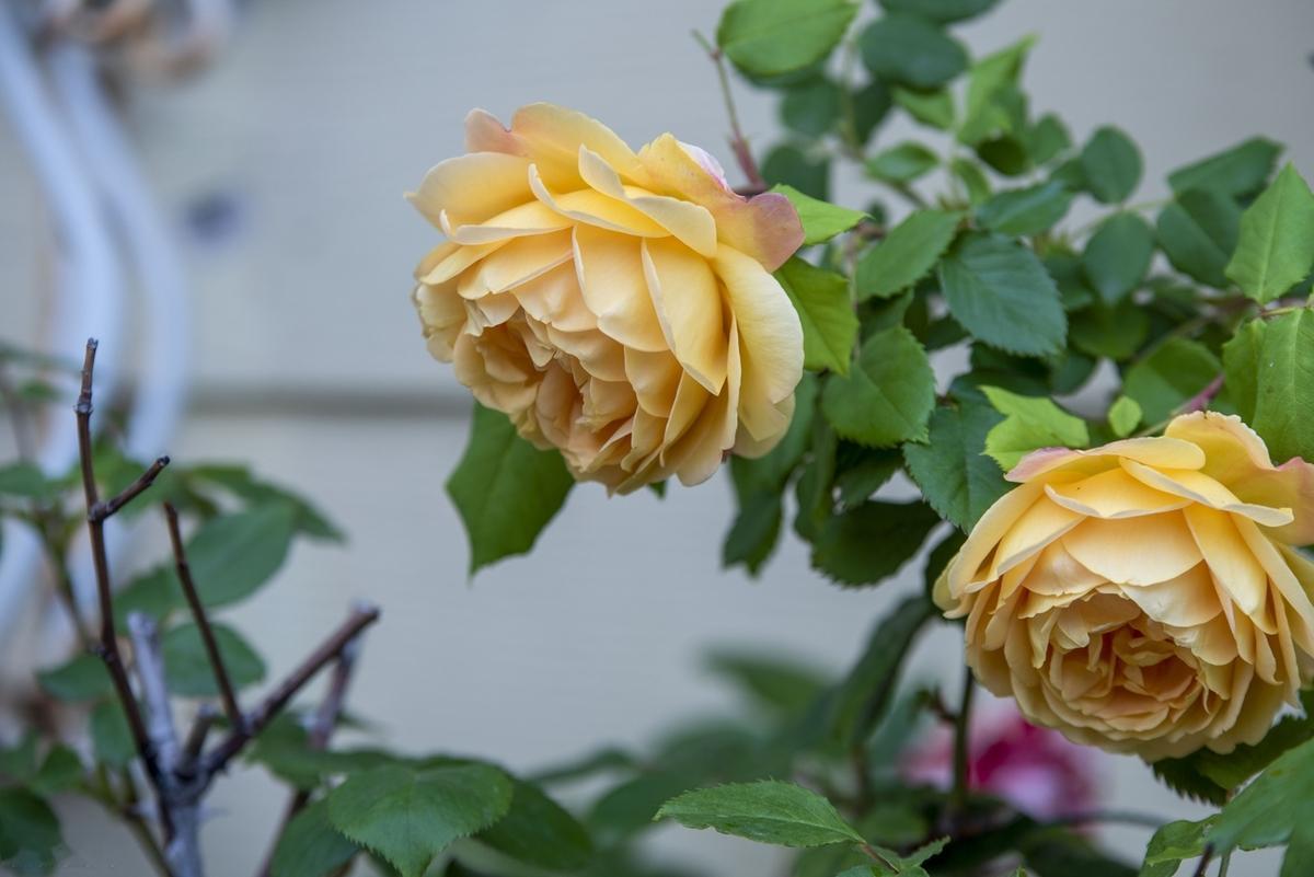 人生有三样东西是无法挽留的：生命、时间和爱。你想挽留，却渐行渐远。人生最痛苦的，