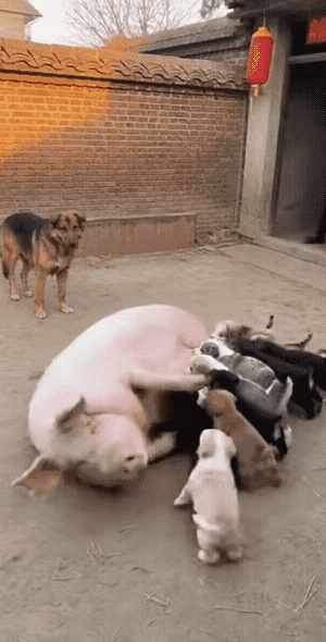离谱到家了！这窝小狗崽也太会找“奶源”了，直接把邻居老母猪当成专属奶妈了！