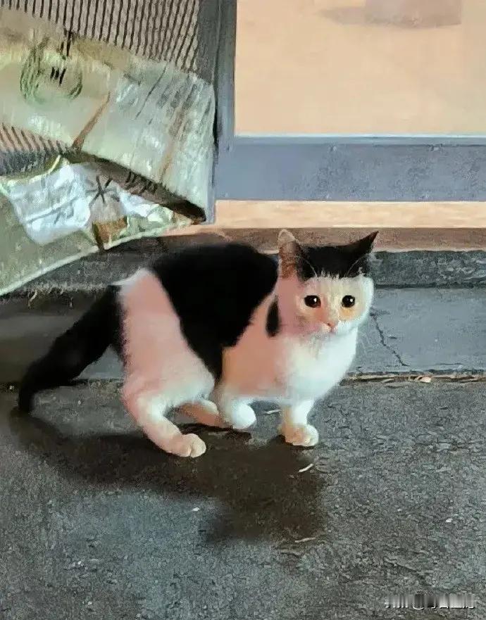 回家跟对象说，今天上街遇到一个甜妹[害羞]，齐刘海超级嫩，可对方怎么都不信，非说