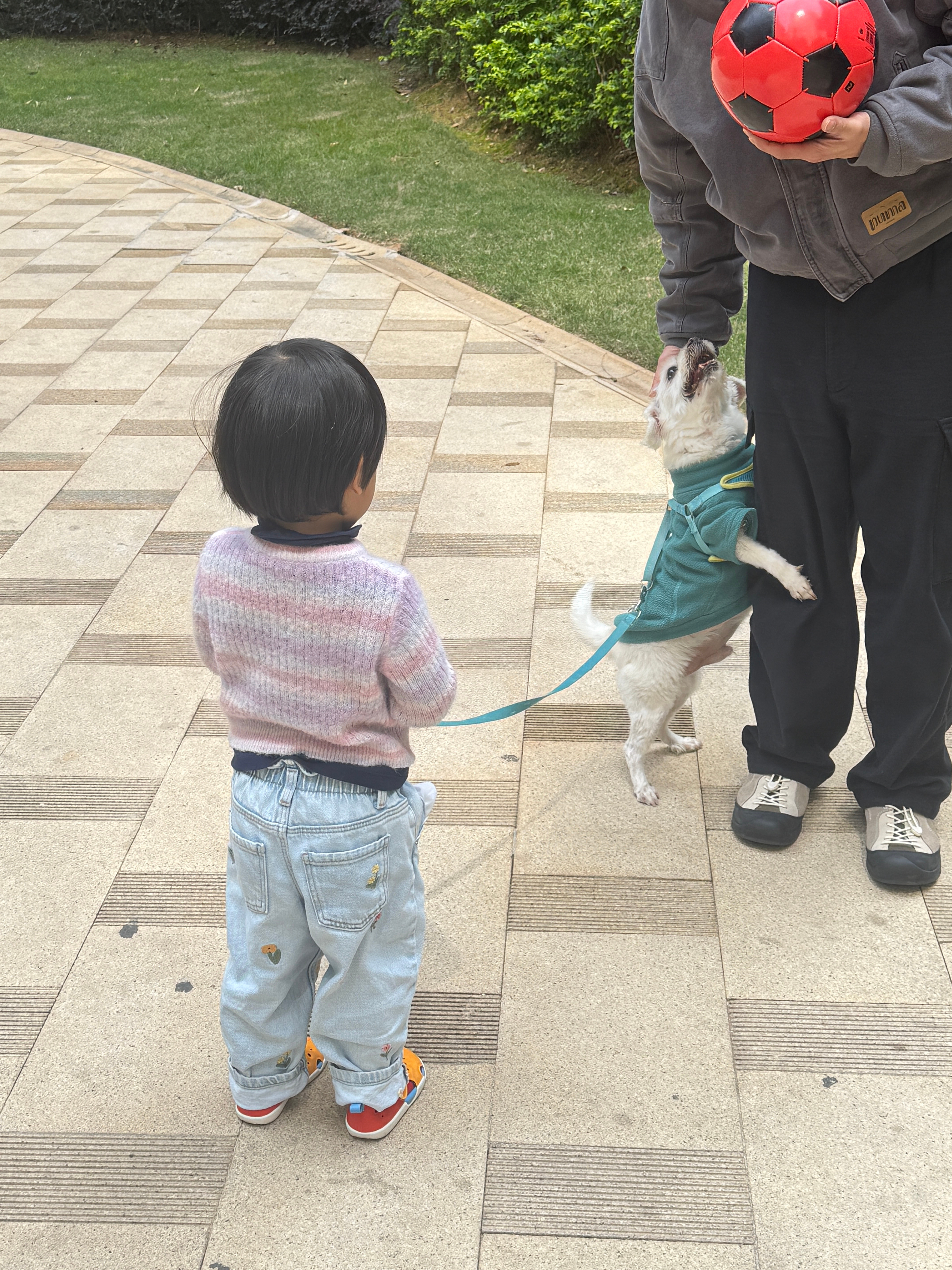 遇到宝（báodì）了教球宝先给宝弟闻闻手在摸结果闻完之后宝弟扑到旅蛙身上去了