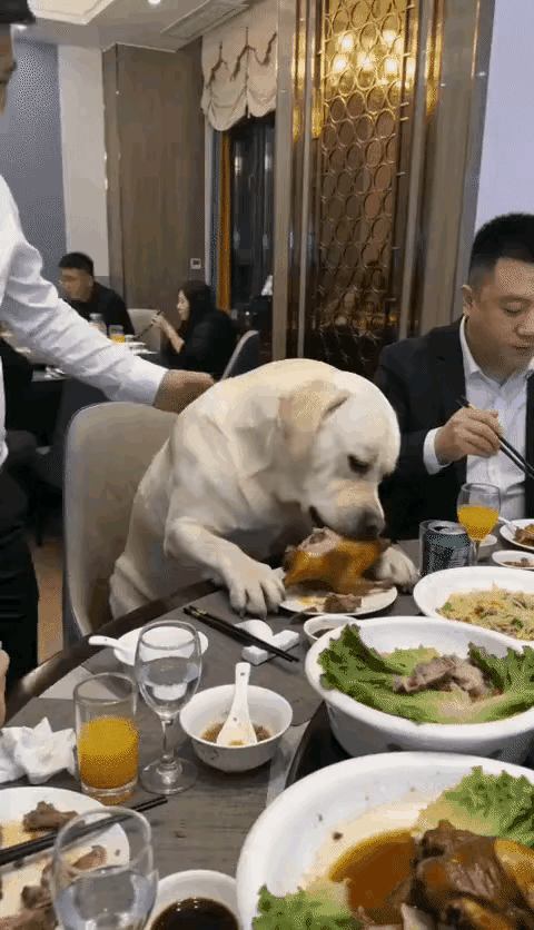 全网最会蹭饭的显眼包春节前一家电子公司在酒店办年会，大家正热热闹闹进场吃饭