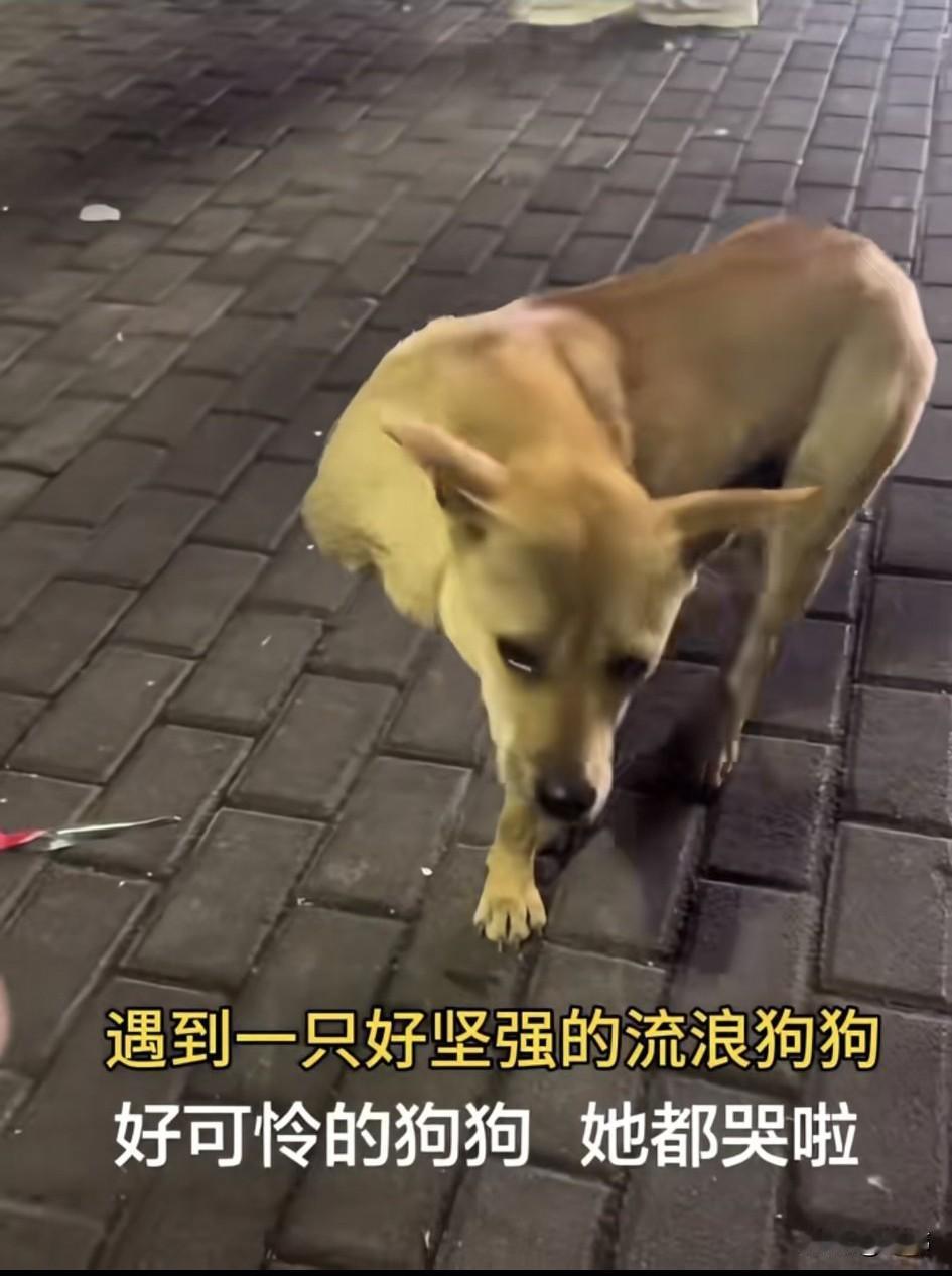 泪目了！这天夜里一位小姐姐去散步，当她来到一个广场的时候，看到了一只好坚强的流浪