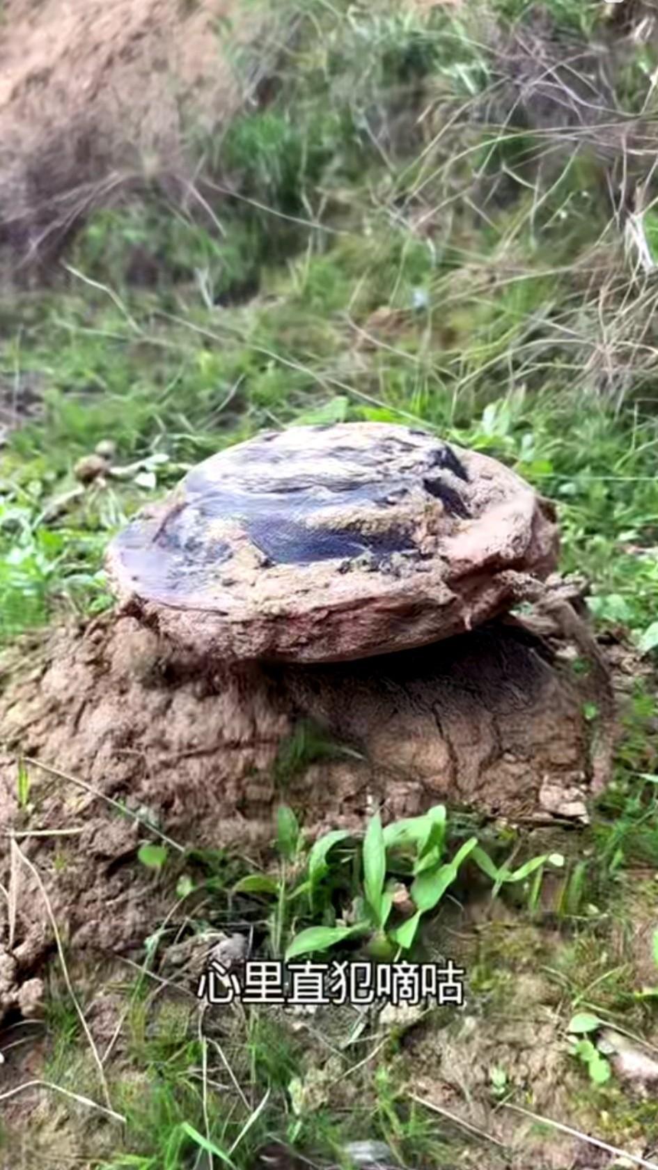 今天在山上挖到这么个土疙瘩，用水冲洗了一下，端详许久，也没弄明白这究竟是啥。有没