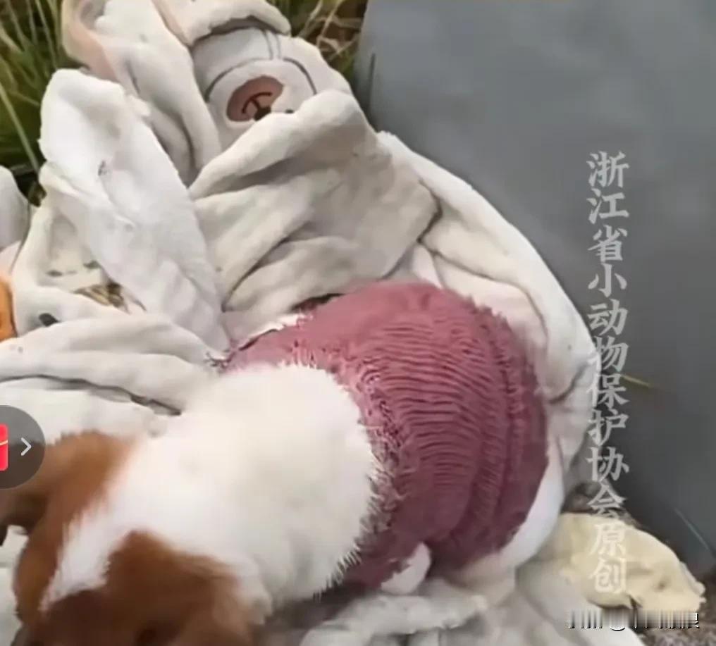 两个多月大的小奶狗是从别人那儿领养来的，瞧它身上穿着的漂亮衣服，就能知道前主人很