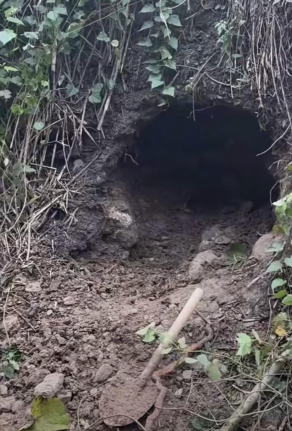 荒野决赛第一天，林北忙活一天感觉他啥也没干好，蛋白质只弄到两个小虾米，晚上饿了只