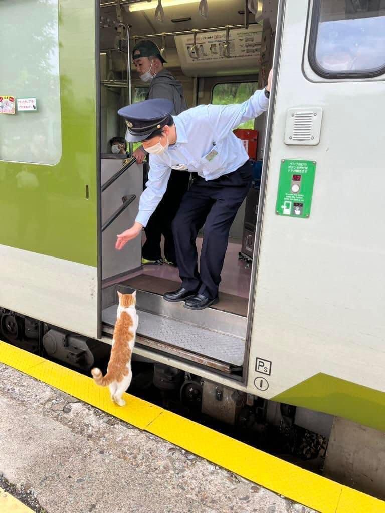 小猫没买到票所以不能上车​​​