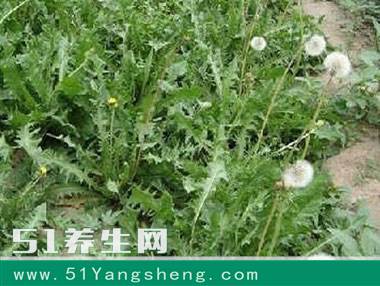 蒲公英与它搭配, 不到7天轻松排除体内湿毒, 常喝还防癌!