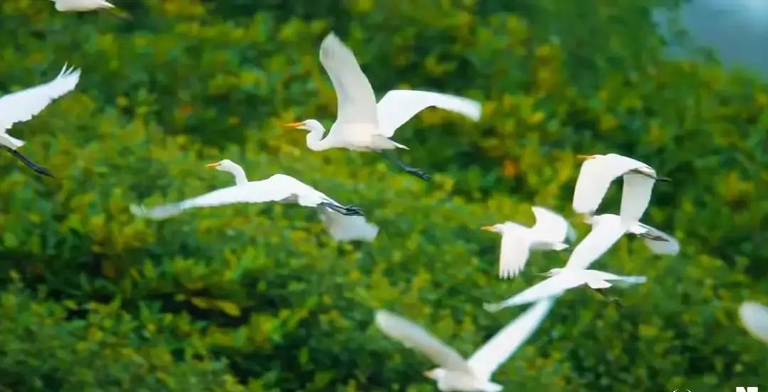 乒坛最近有个近乎“玄学”的铁律，看得人是既兴奋又忍不住替当事人捏把汗你看莫雷加