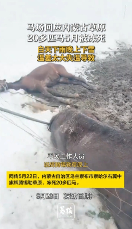 太惨了，大夏天被冻死了！5月22日，内蒙古，当地在半个多月里已经下了很多场大雪，