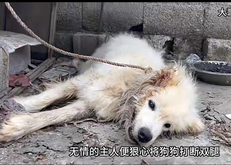好狠的心被主人打断双腿的萨摩，扔在老家被太阳暴晒，奄奄一息无人问津它拖着